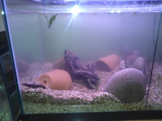 tank