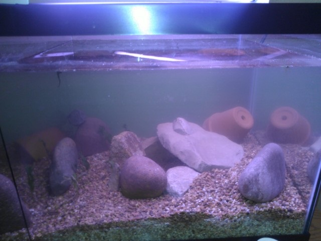 tank1
