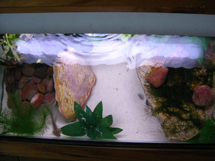 tank4