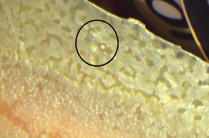 Tank's thingy starts out kinda round and hard 1