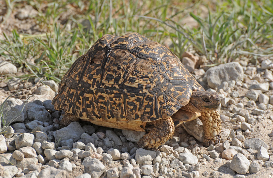 Tanzanian Leopard Tortoise