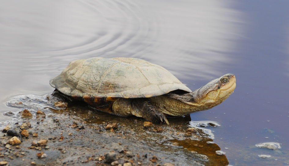 Tanzanian Pancake Turtle