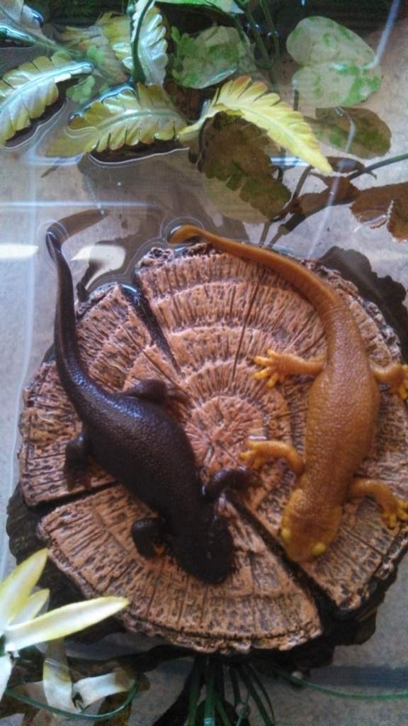 Taricha granulosa (dark colored) and Taricha torosa (light colored). Both are males.