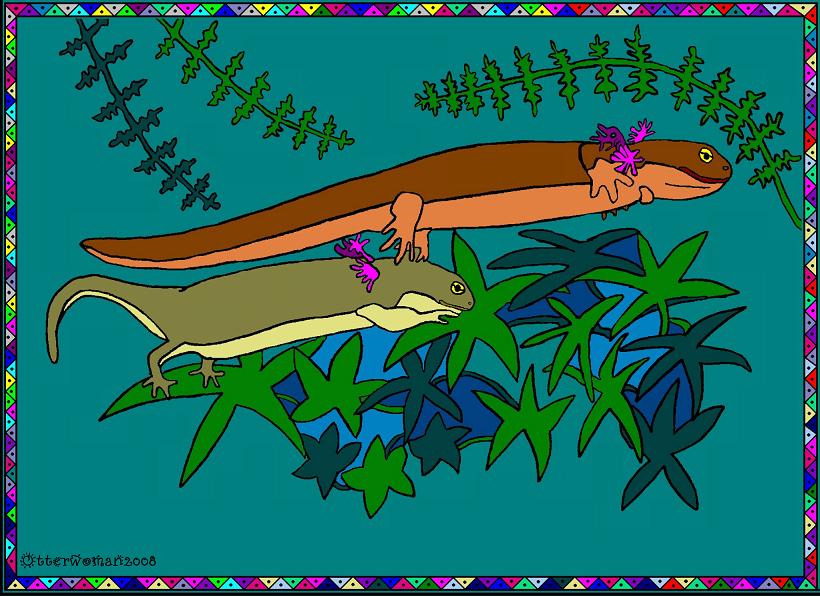 Taricha granulosa larvae