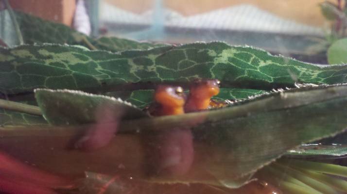 Taricha granulosa siblings five months old.