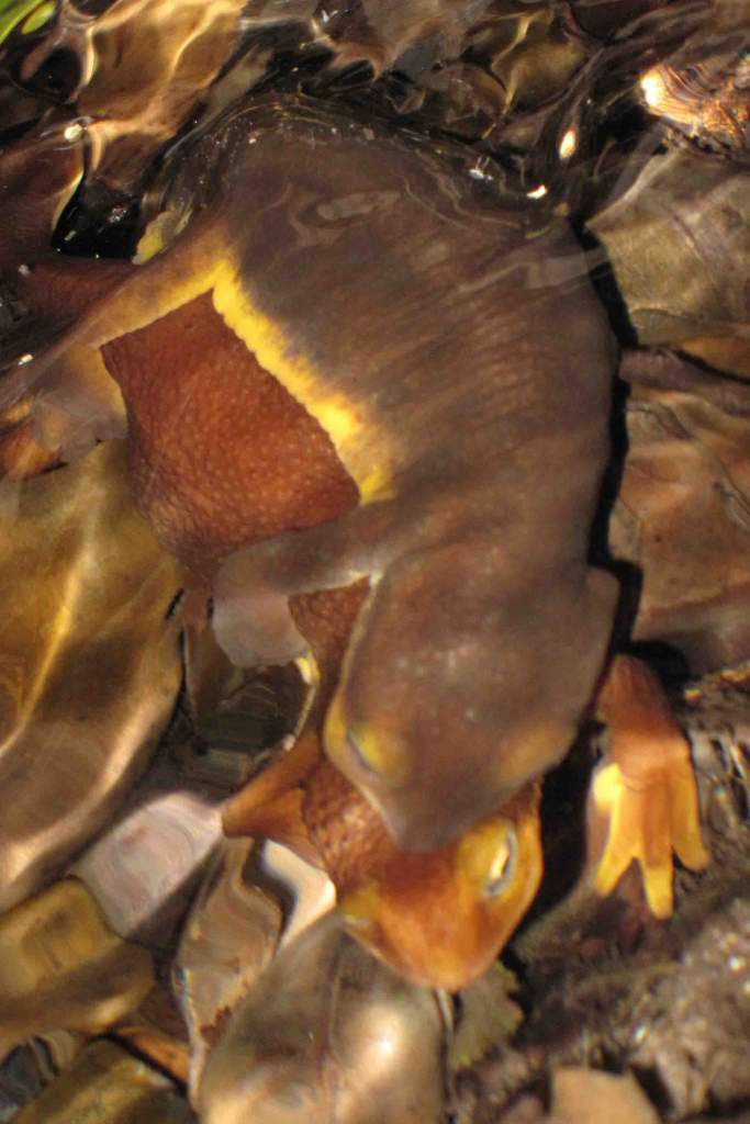 Taricha torosa amplexus 3