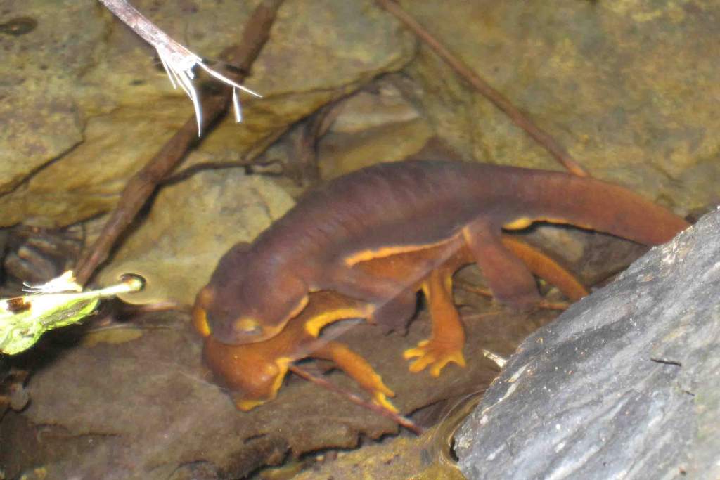 Taricha torosa amplexus