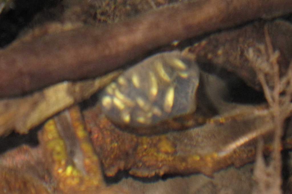 Taricha torosa embryos 2