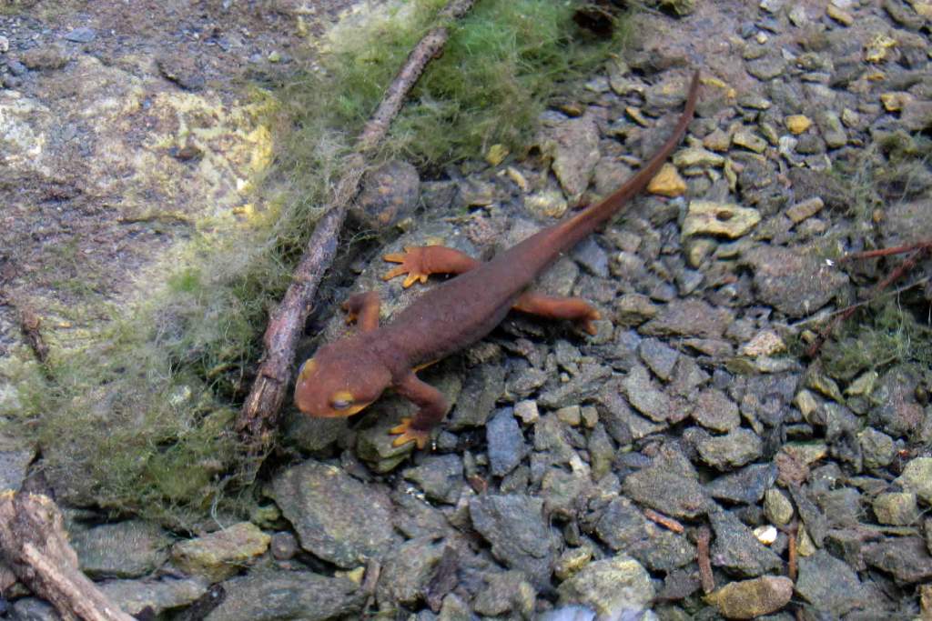 Taricha torosa underwater