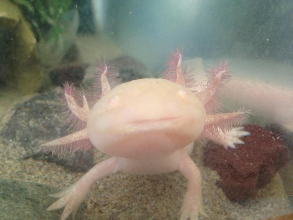 Tarquin