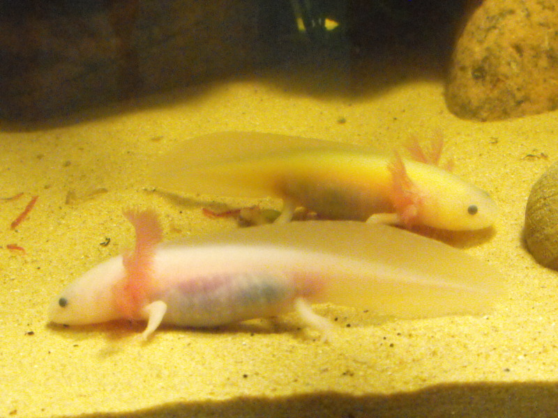 Taterchip and Stitch