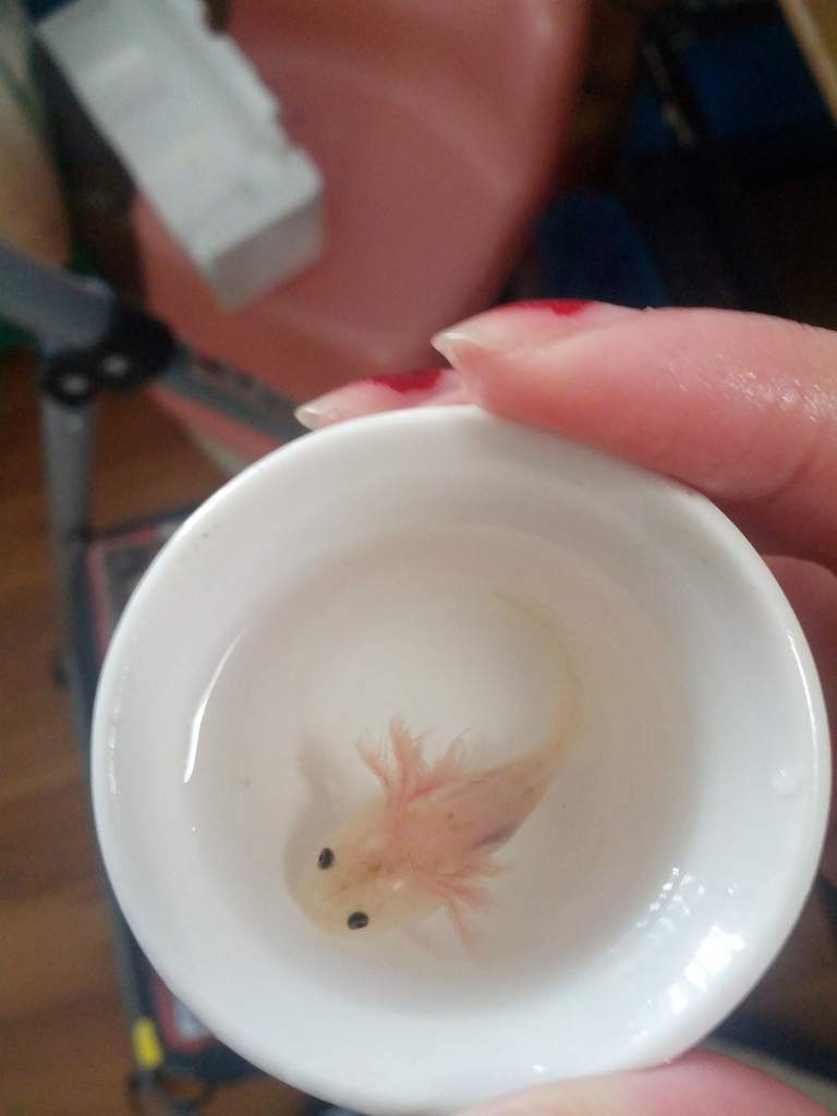 Teacup Leusistic