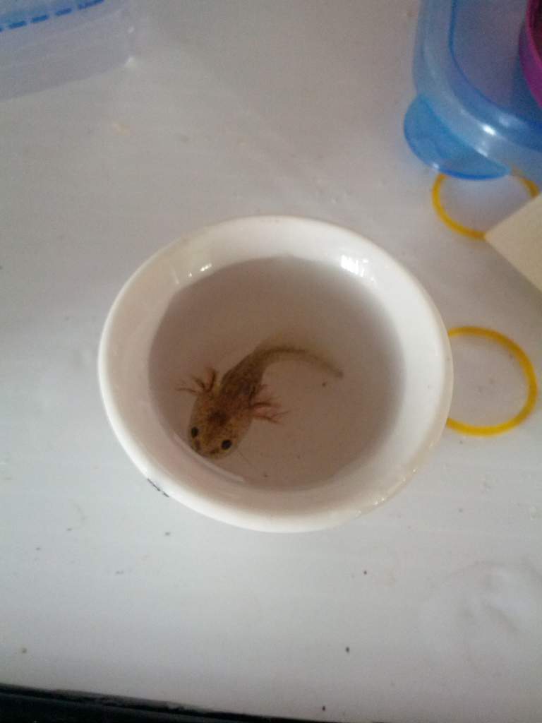 Teacup Wild