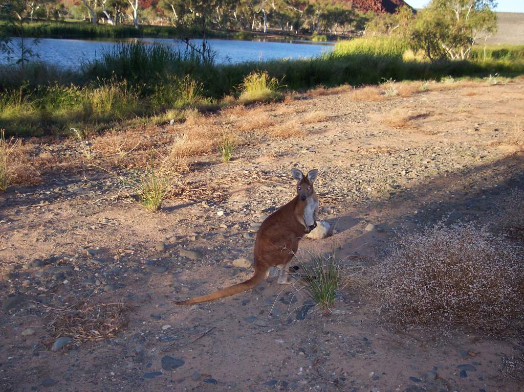 teds release at Harding dam. He was released with splodge and Missy