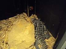 Tegu
