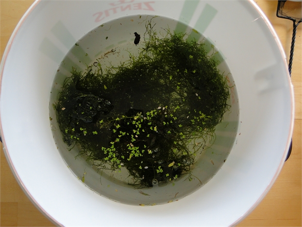 temporary larvae housing