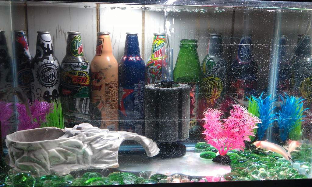 Ten gallon just for now since there so small.