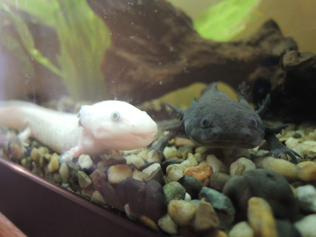 Tequilla looking after Malibu.