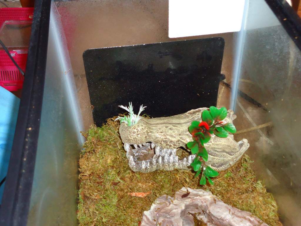 Terrarium pics. Heater on the side and his second favorite hide. A crocodile skull.