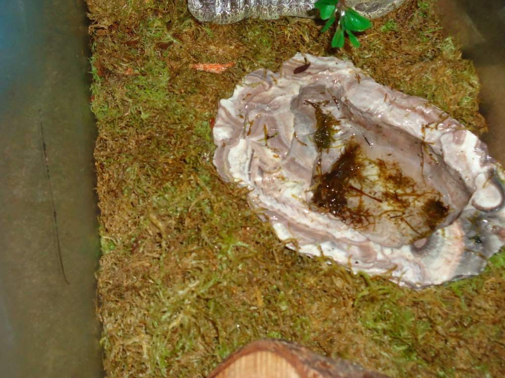 Terrarium pics now.  I adore the "jazzy jacuzzi" I found at a pet store. The heavy stone means it doesn't move and the water doesn't spill out, nor mo