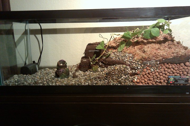 Terrarium when first built