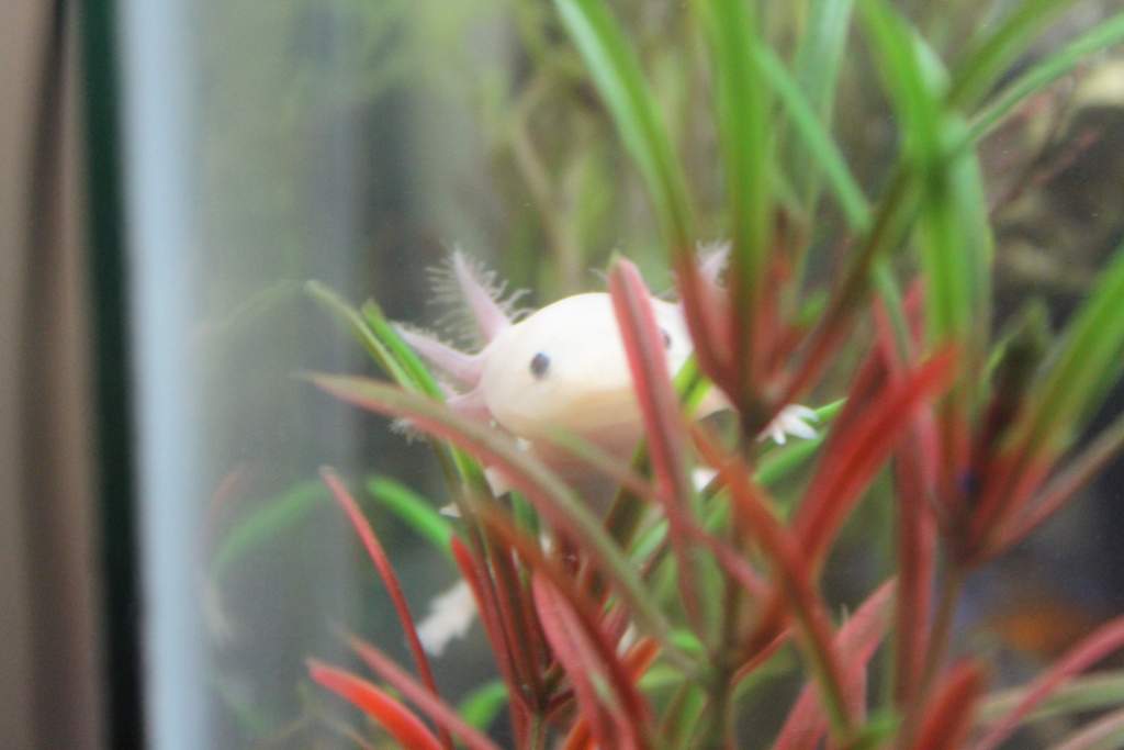 Testing out the different plants. (: