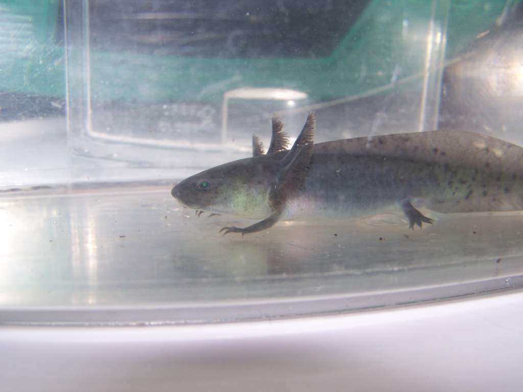 Texcoco-- Spring '13 melanoid (fe)male?