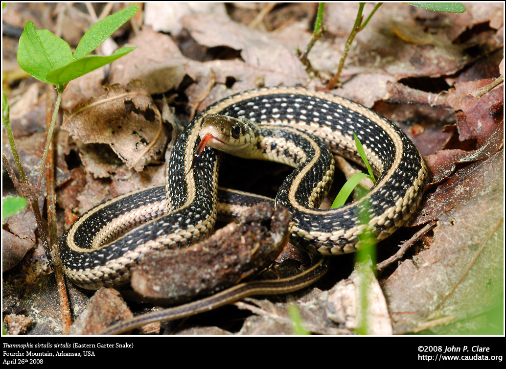 Thamnophis sirtalis sirtalis, Eastern Garter Snake, Arkansas USA