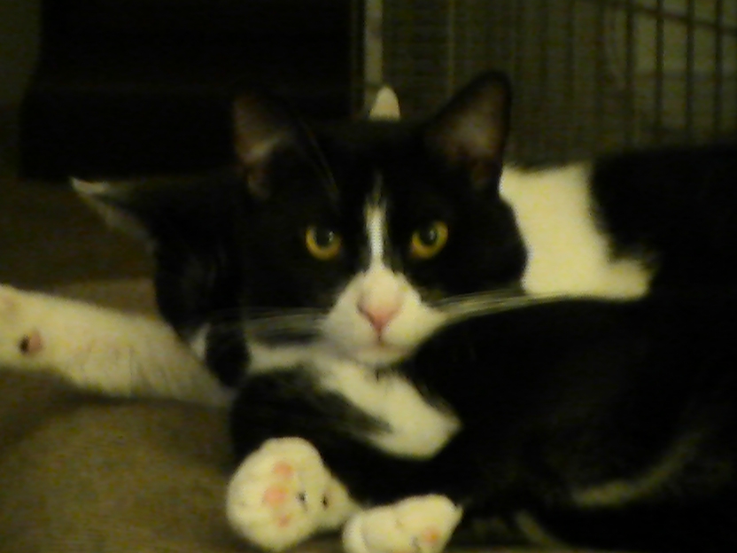 That is Doodles....hey I didn't name him that!! Talk to the wife
found in my yard.  Hates the dog attacks him for no reason.