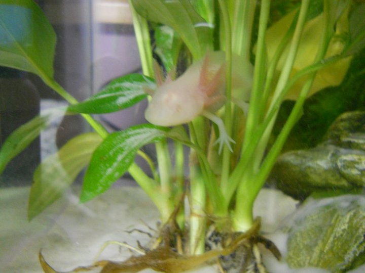 That plant has long since died...