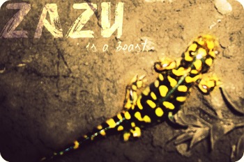 That's my Baby Boo Zazu.
When he was all Happy and feeling well...