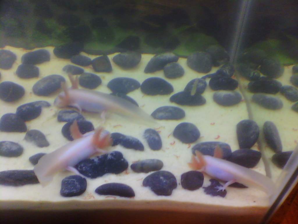 That's not the half of it! Four more are looking for something to swallow at the other end of the tank.