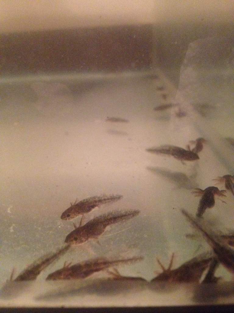 The babies at a month old.