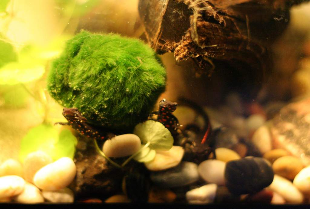 The babies have learned to beg for food!