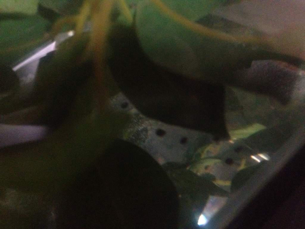 The babies when they had just been laid and then moved into their own tank :)