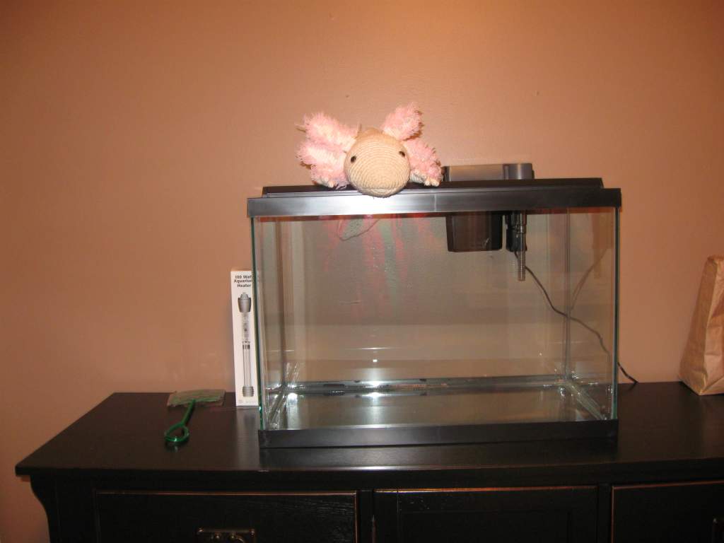 The beginning. My first tank! You can see Ami my crochet axolotl checking it out. It is a 20 gallon. :)