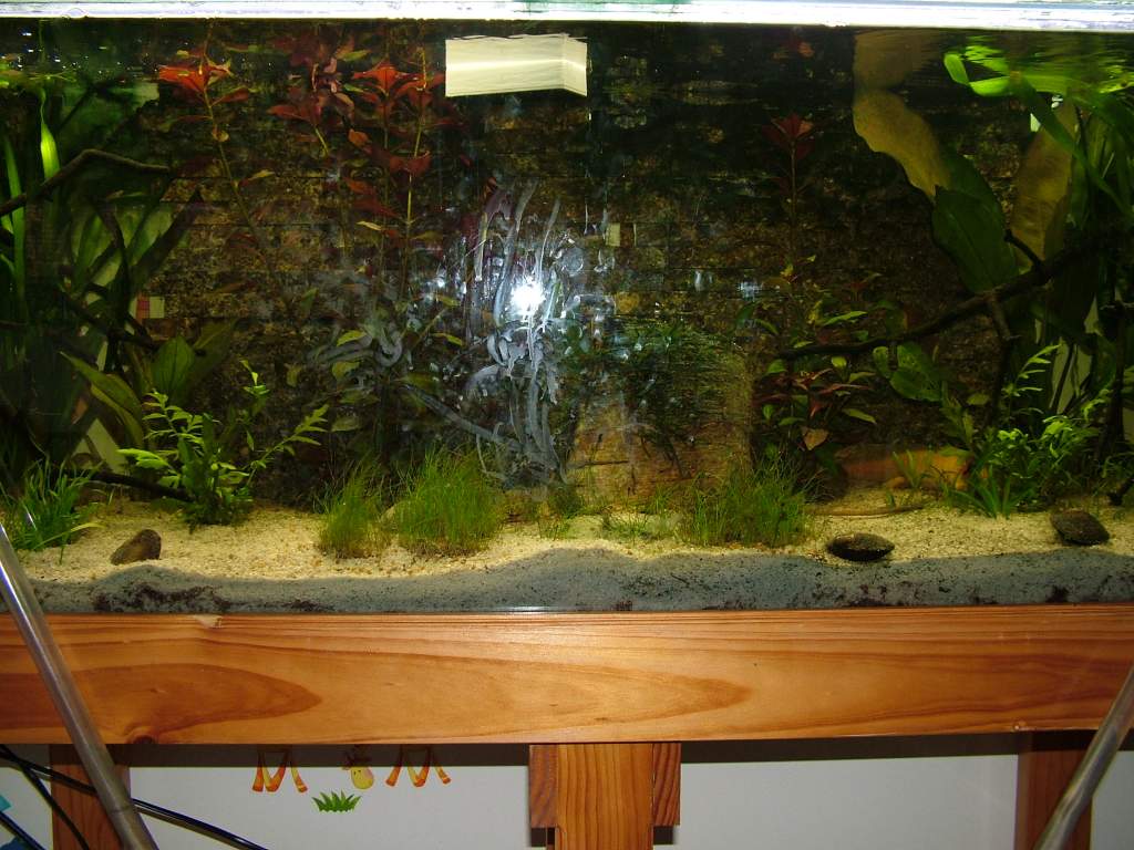 The campaign begins. The tank before, after the systematic removal of 1/2 it's plants over the previous 9 days as the were overcome but the sludge.
Ti