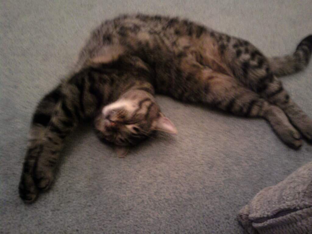 The cat that jumps over the moon...