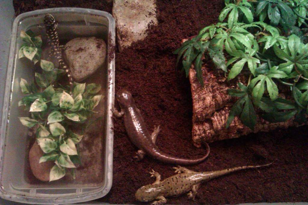 The day I brought Gerald home to join the crew.