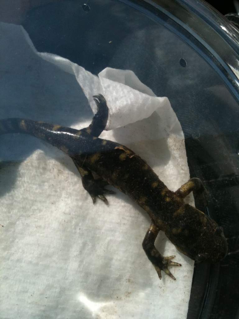 The day I first got Charmander!