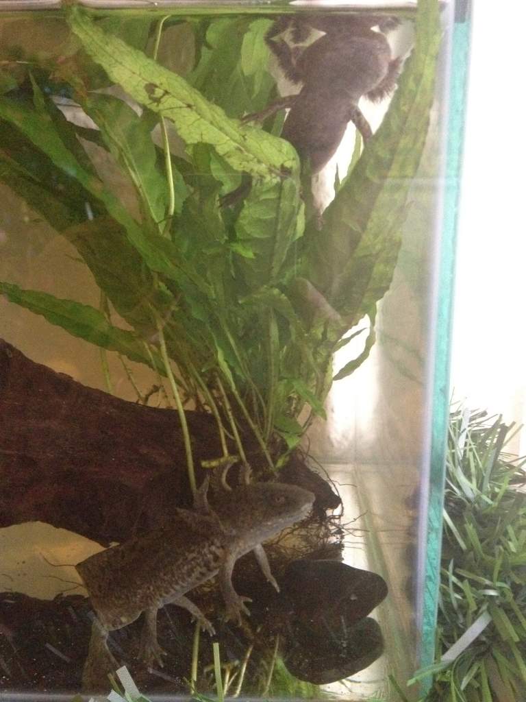 The day we got them! Curly gills, very stressed :/