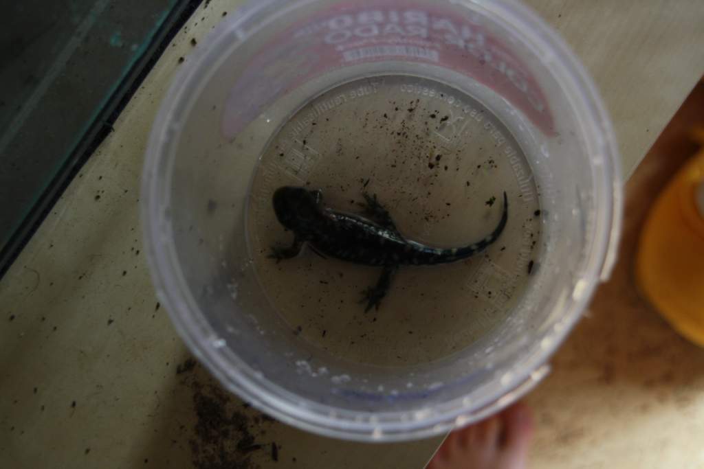 The diameter of this container is about 11 cm so you can see how big it is. Ambystoma m juvenile