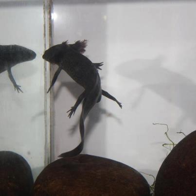 the dragon