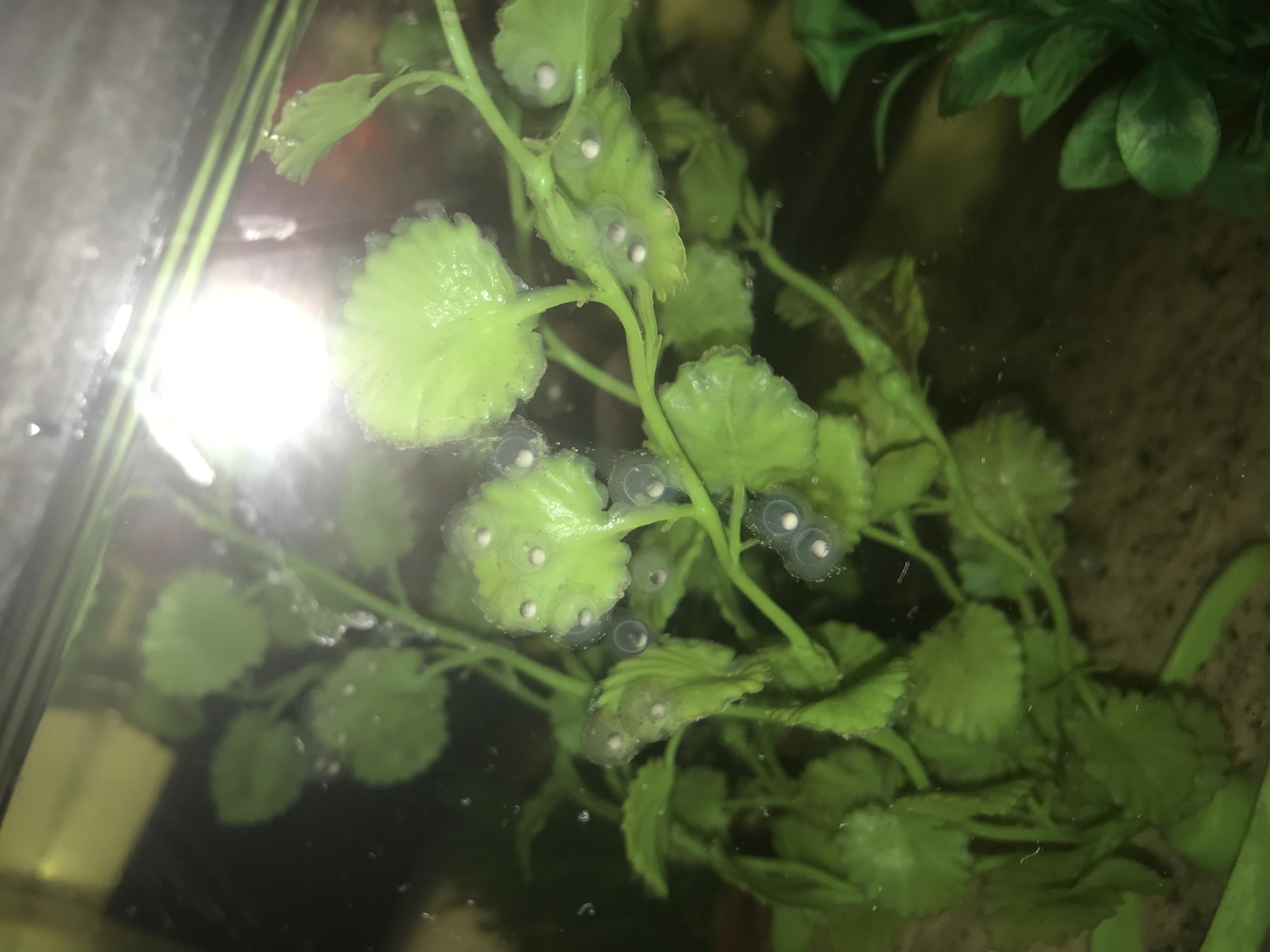 The eggs before i seperated them from their parenta.
