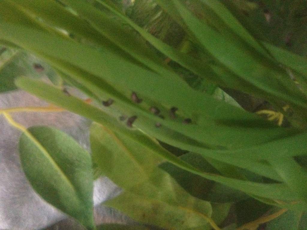 The eggs changing shape, just days before hatching!
