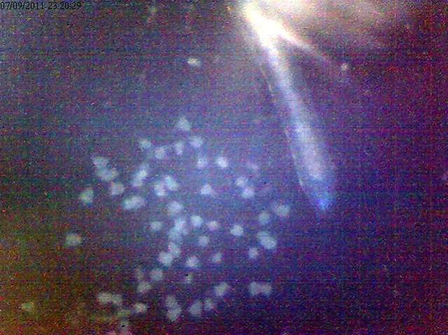 The end of the worm.  It was visible to the naked eye at around .17 of a mm!