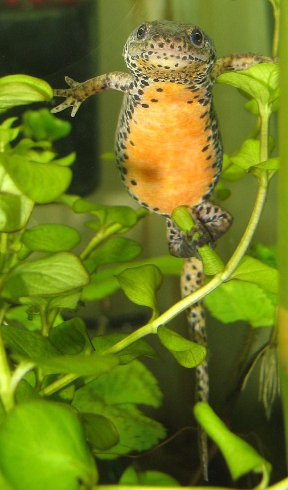 the fat lady lays an egg