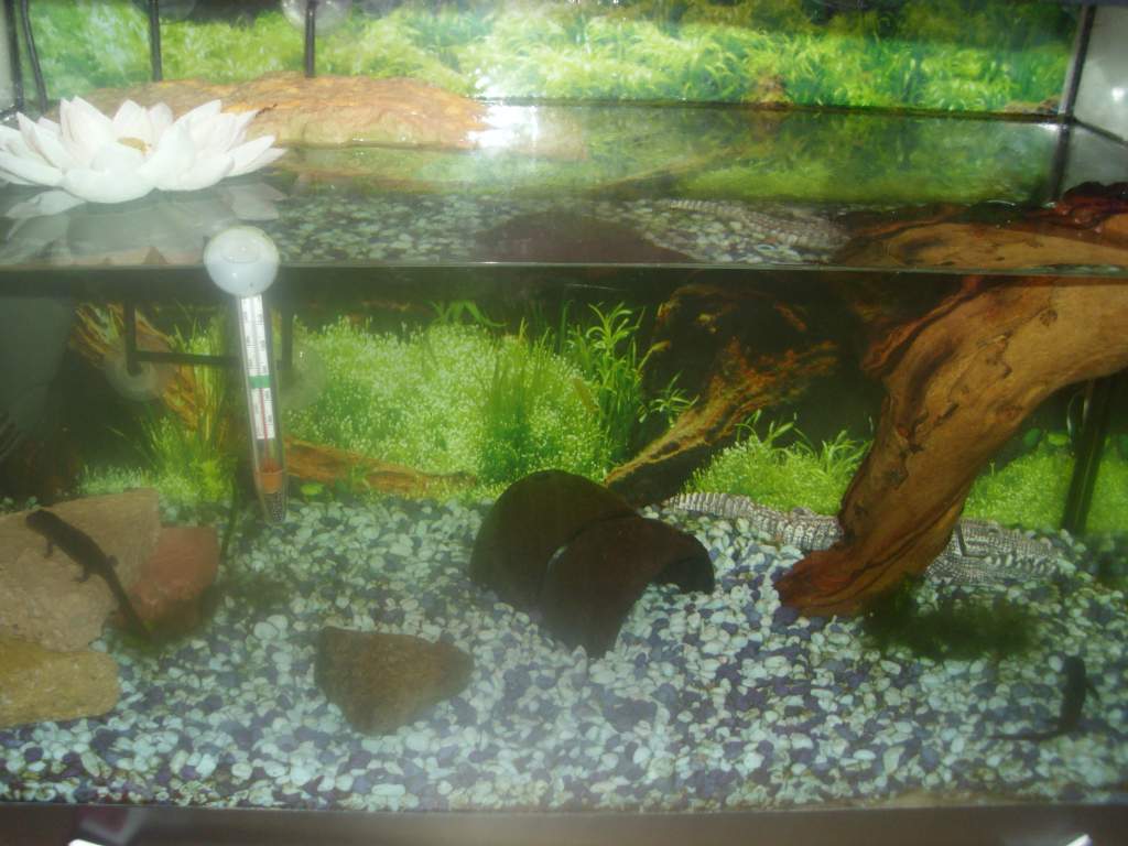 The firebelly newt tank so far