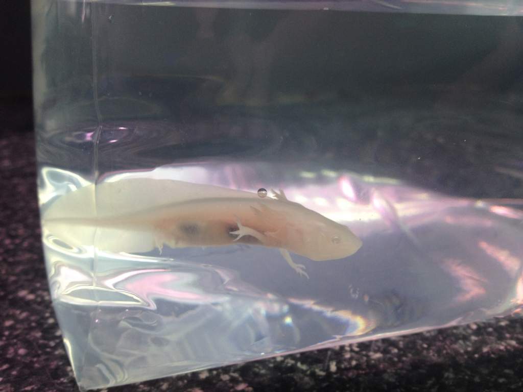 The first day I got Little Buddy!