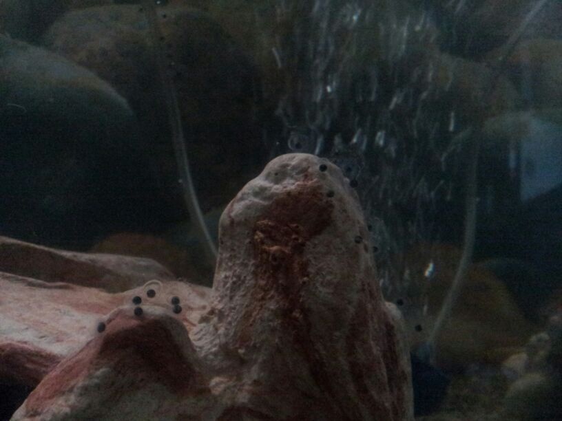 The first group of eggs